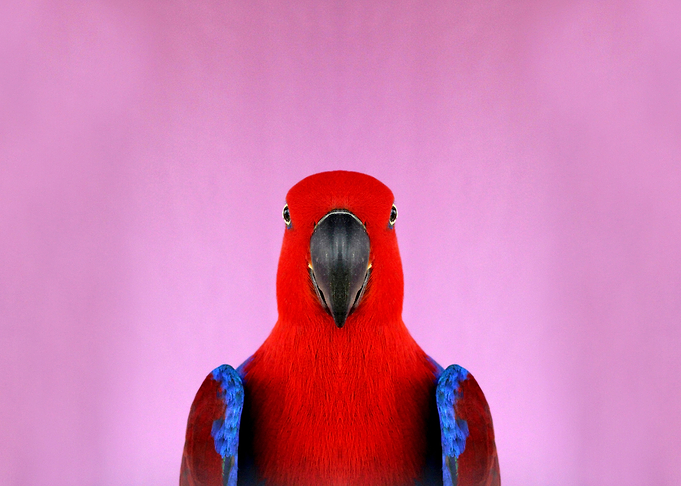 Parrot
