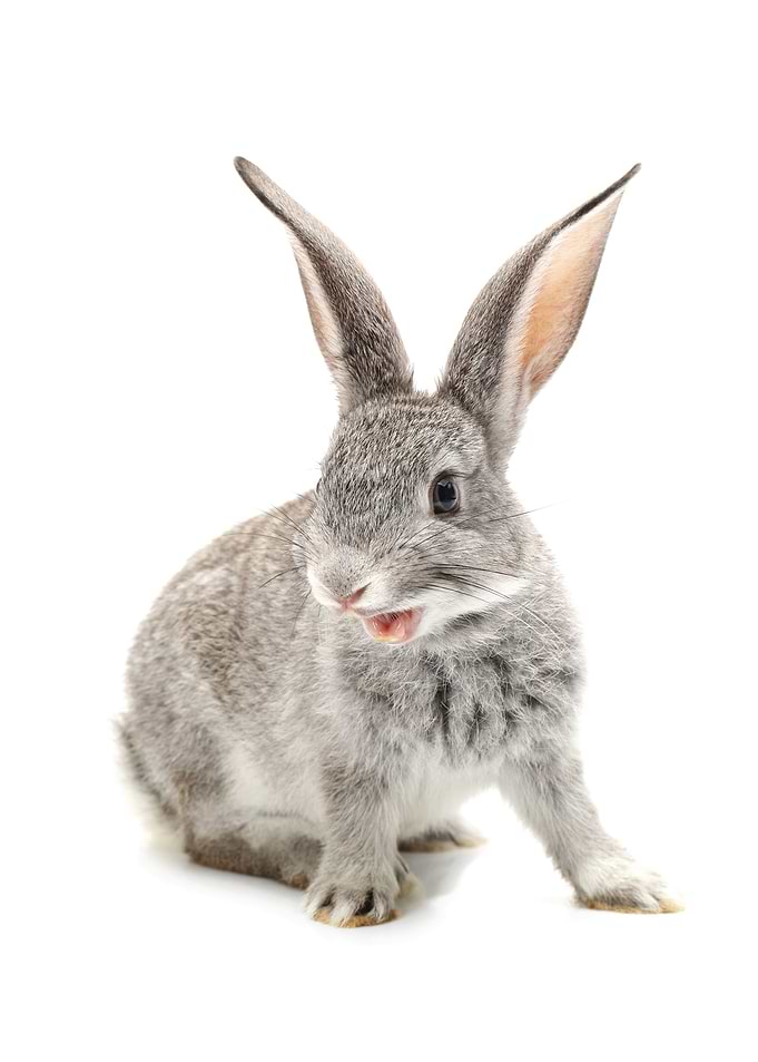 Rabbit