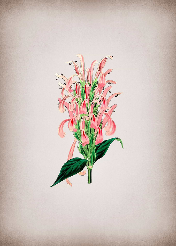 Justicia Carnea Flower
