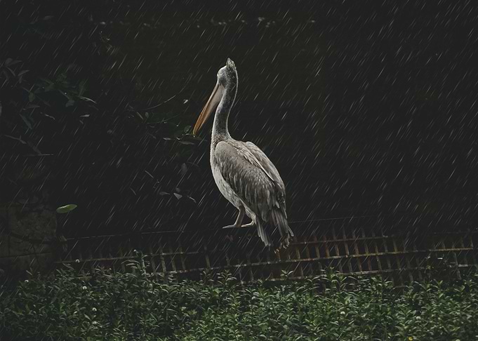 stork poster