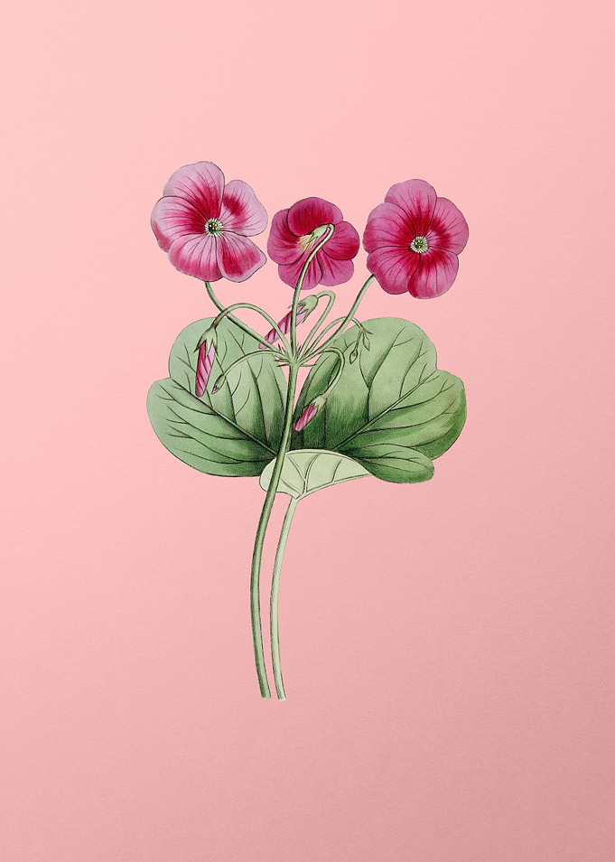 Bowies Oxalis on Pink