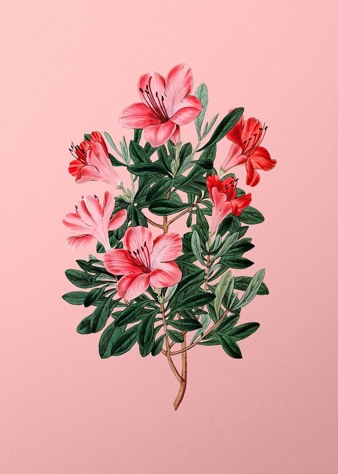 Brick Red Chinese Azalea