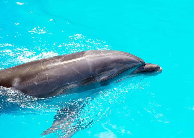 Dolphin
