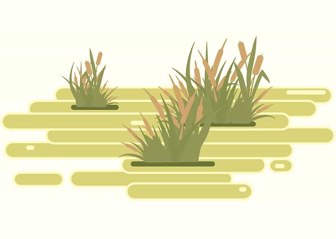 Swamp Landscape