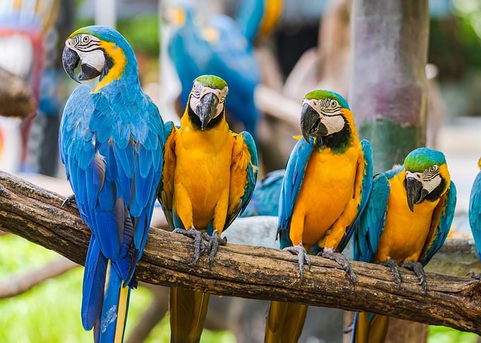 Parrot