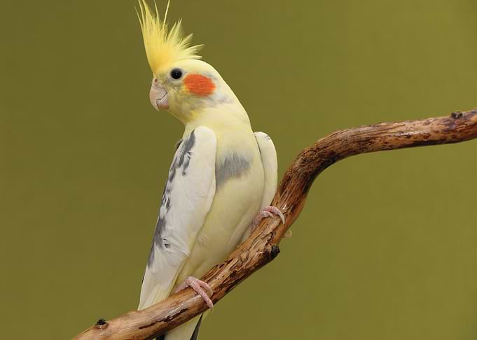 Parrot