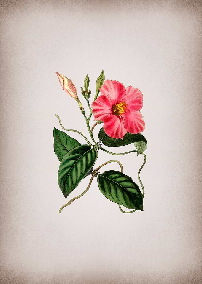 Knob Jointed Dipladenia