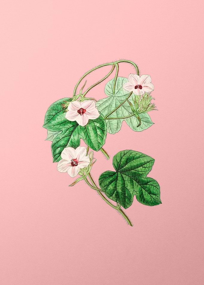 Ipomoea Flower on Pink