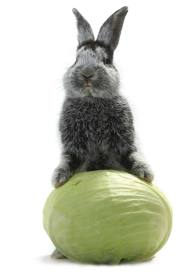 Rabbit