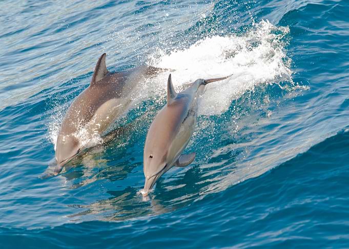 Dolphin