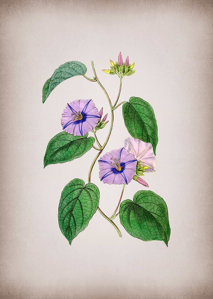Hoary Jacquemontia Flower