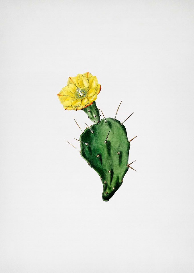 One Spined Opuntia Flower