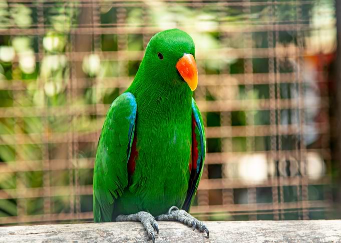 Parrot