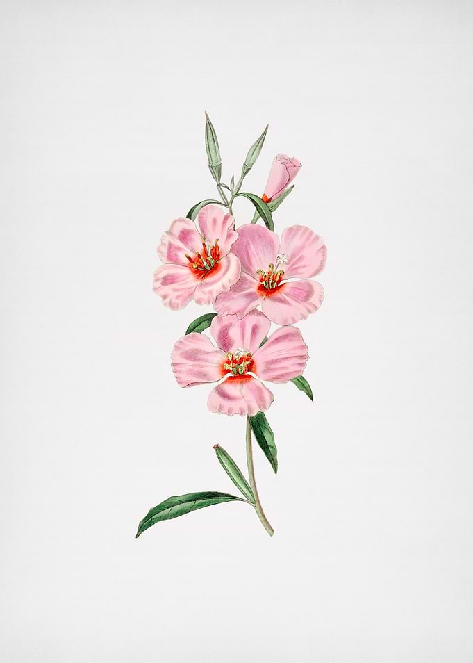 Vintage Pink Ruddy Godetia
