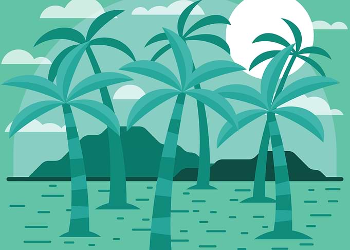palm tree