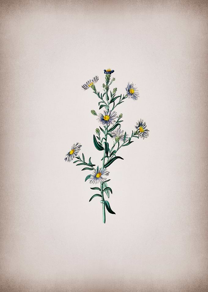 Glaucous Aster Flower