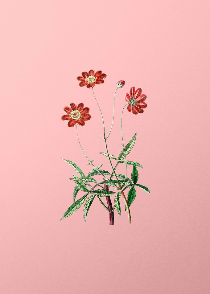 Cosmos Flower on Pink