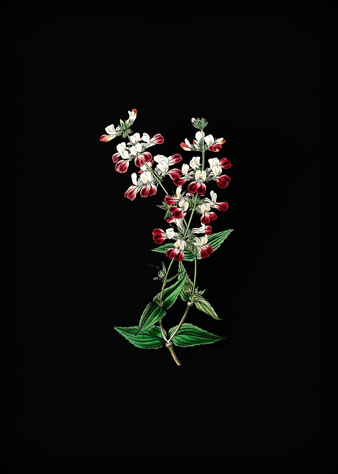 Two Color Collinsia Flower