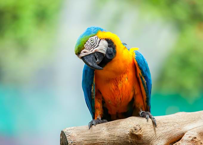 Parrot