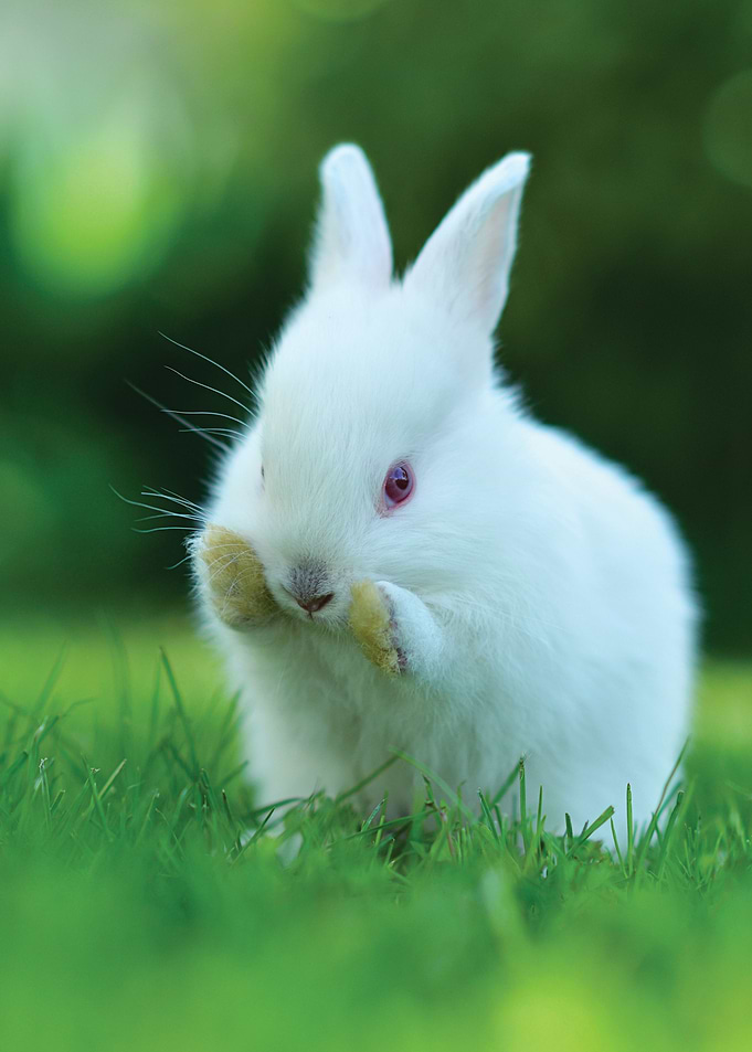 Rabbit