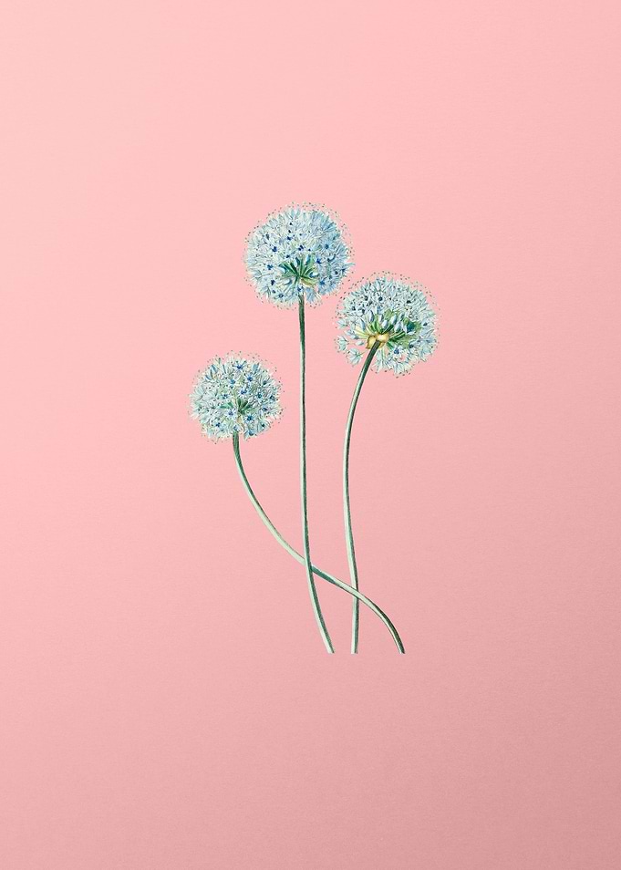 Blue Leek Flower Branch