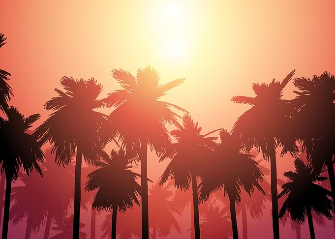 palm tree