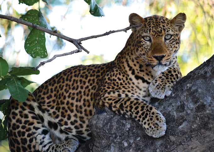 Leopard