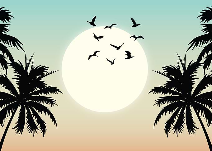 palm tree