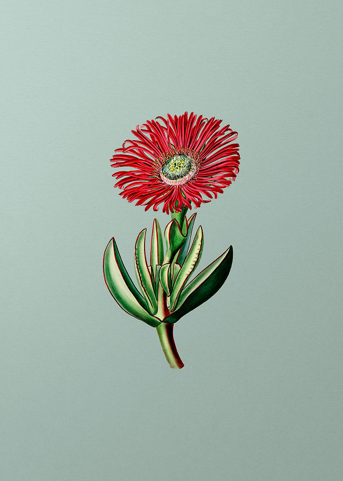 Red Edged Fig Marigold