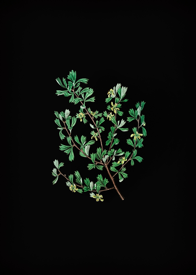 Three Tooth Purshia Flower