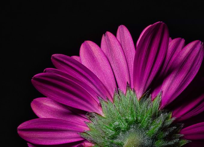 Flower Power