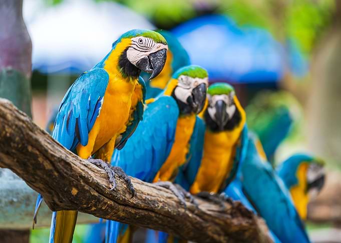 Parrot