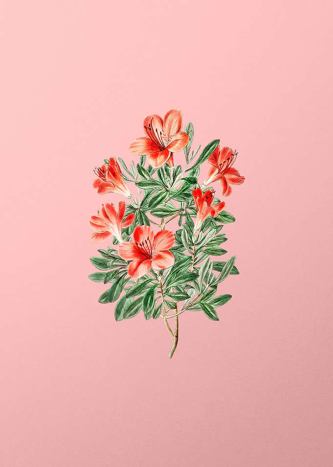 Red Chinese Azalea on Pink