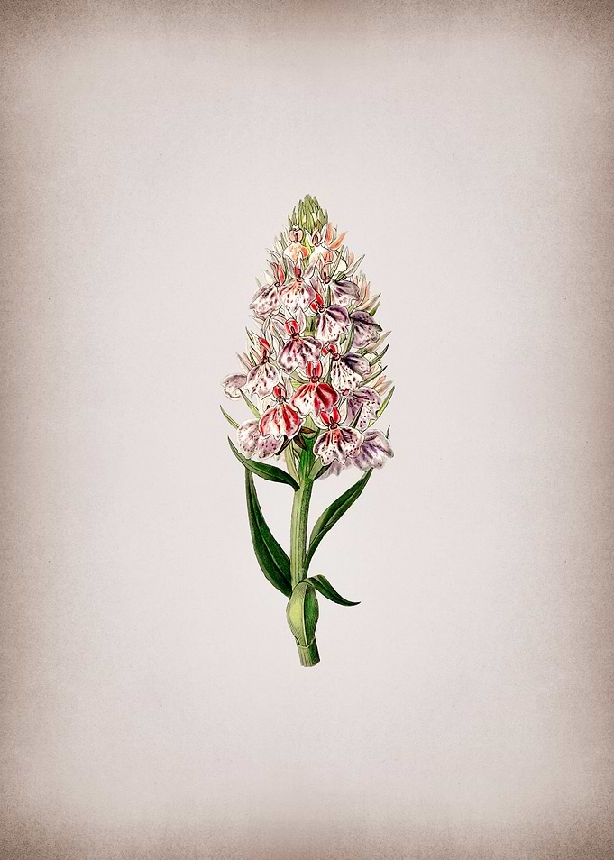 Leafy Spiked Orchis Flower