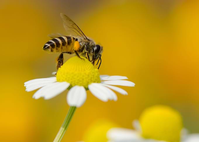 Bee