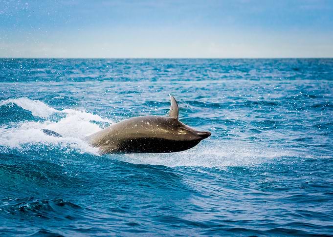 Dolphin