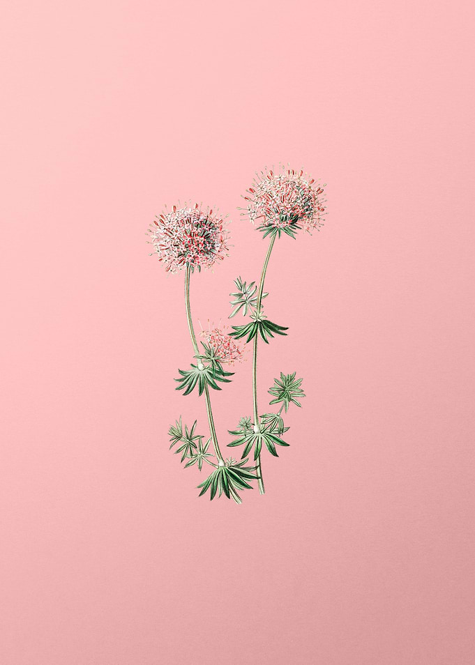 Crucianella Flower Branch