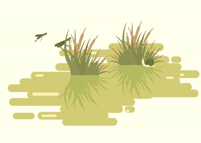 Swamp Landscape