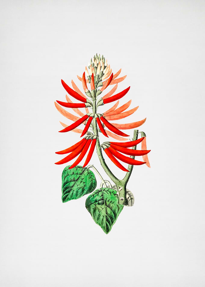 Naked Flowering Erythrina