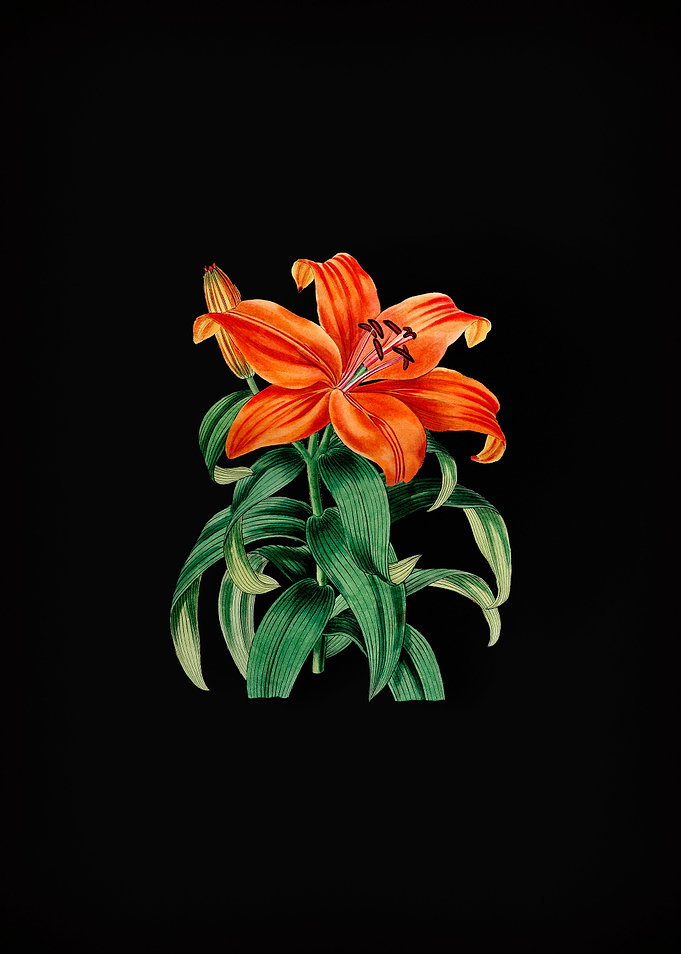 Vintage Orange Lily