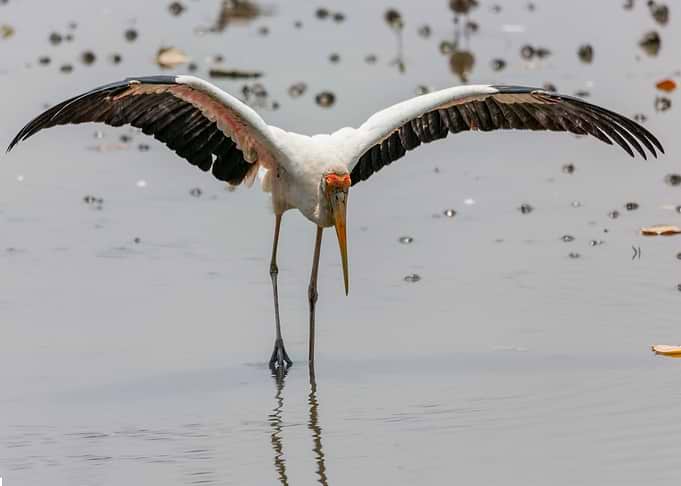 stork poster