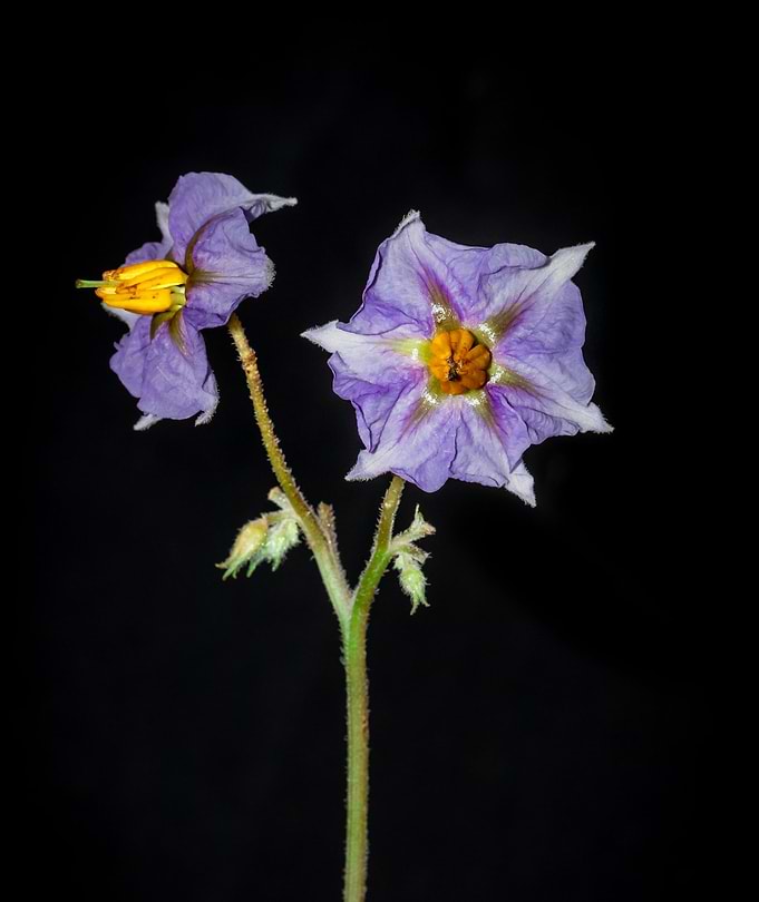 Eggplant flower