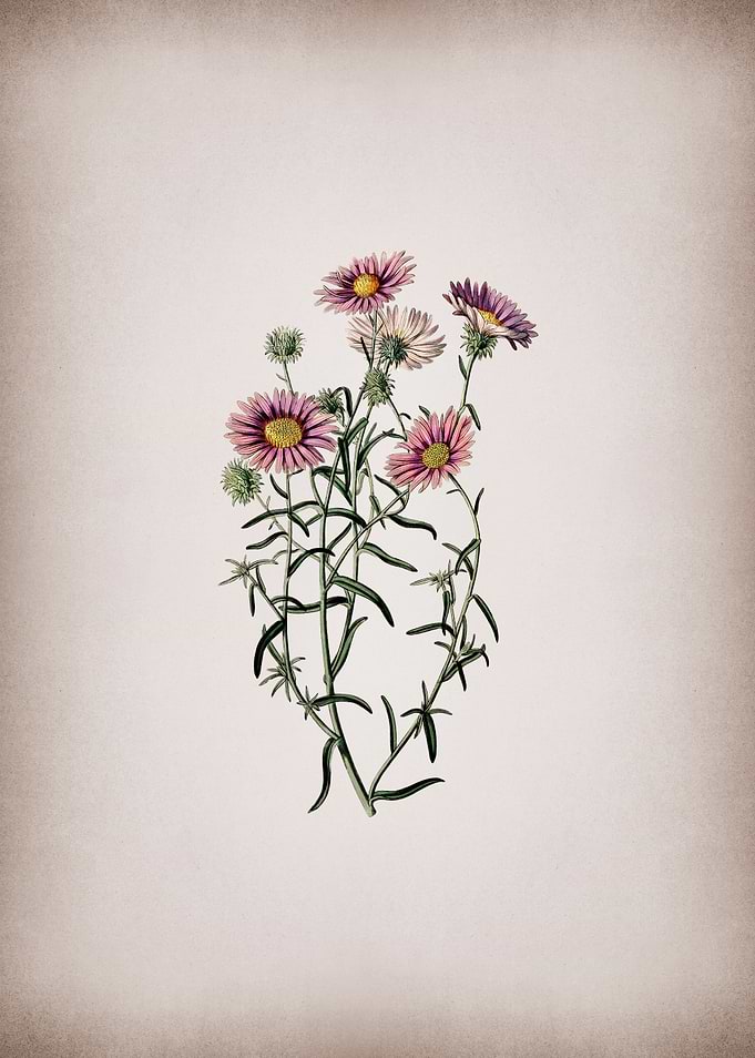 Hoary Diplopappus Flower