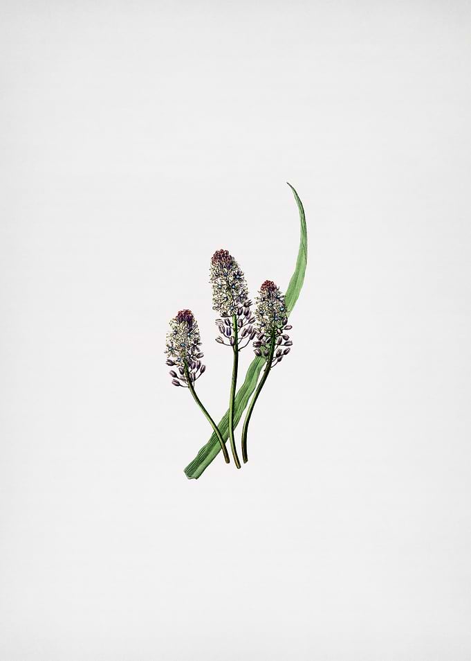 Meadow Squill Flower