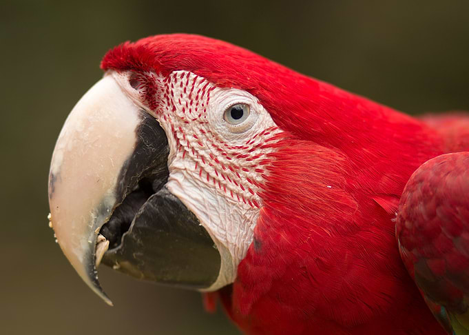 Parrot