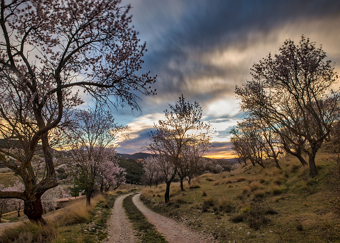 A path between almond tree