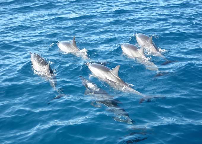 Dolphin