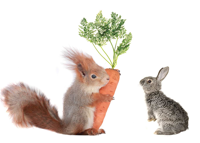 Rabbit