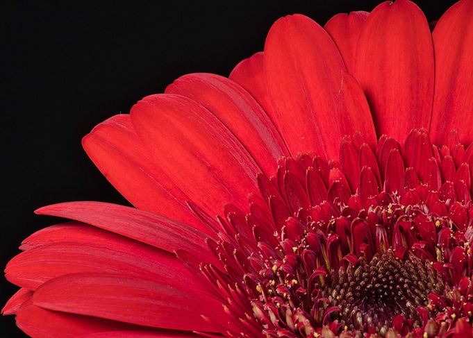 Flower Power