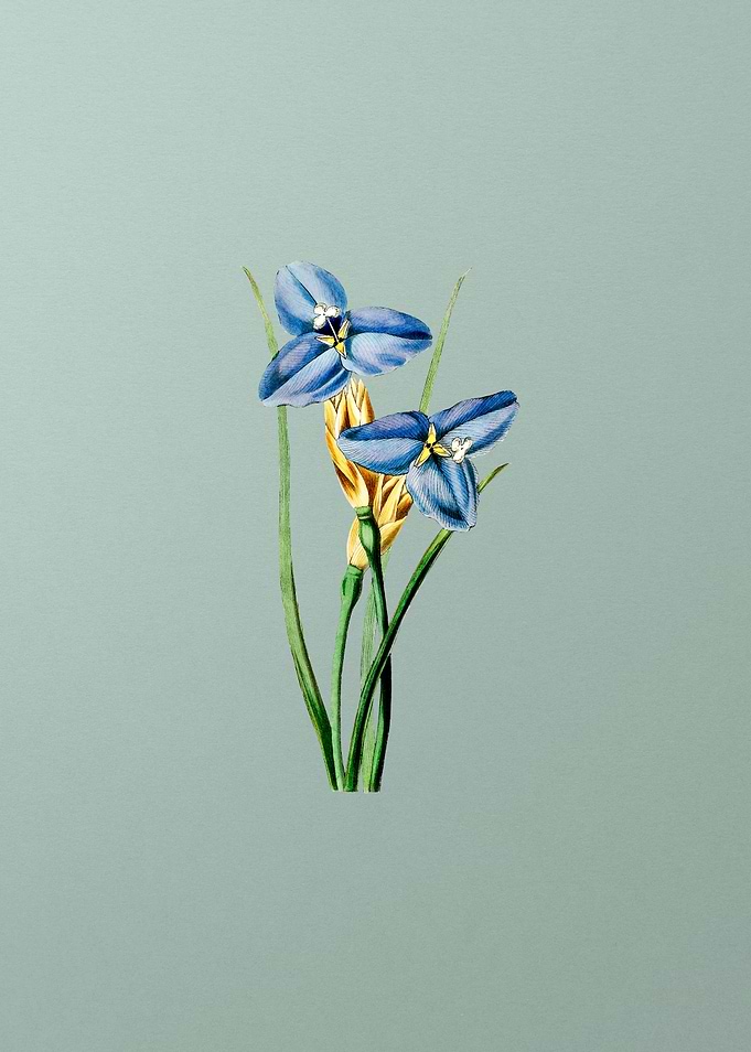 Sapphire Patersonia